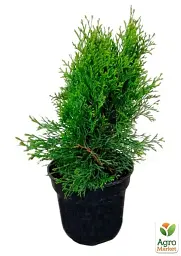 Саджанець Agro-Market Туя 3-річна західна Smaragd Witbont S3 висота 30-40 см 1 шт. в упаковці (62795) - мініатюра 3