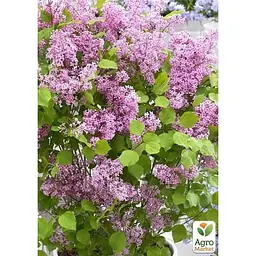 Саджанець Agro-Market Бузок дрібнолистий Flowerfesta Рink (181738) 1 шт. в упаковці - мініатюра 2
