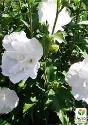 Саджанець Agro-Market Гібіскус деревовидний махровий White Chiffon (48796) - мініатюра 3