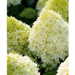 Гортензія волотиста 2-річна "Living-Cotton Cream" висота саджанця 20-30см (186199) 1 саженец