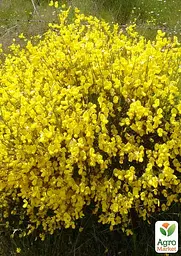 Саджанець Agro-Market Рокитник Golden Sunlight (цитісус) вазон С3 (181558) - мініатюра 6
