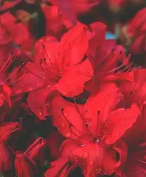 Рододендрон Agro-Market Nova Zembla червоний 1 саджанець в упаковці (25711) - мініатюра 3