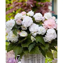 Цибулина Agro-Market Бегонія великоквіткова Wummi Apfelblute (183880) 1 шт. - мініатюра 2