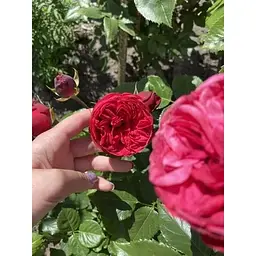 Троянда англійська Agro-Market Red Piano саджанець класу АА+ вищий сорт 1 шт. в упаковці (52261) - мініатюра 3