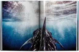 Michael Muller. Sharks - мініатюра 7