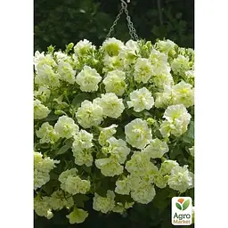 Саджанець Agro-Market Петунія напівампельна Tumbelina Susanna (контейнер № 10 висота 10-15 см) (85385) 1 шт. в упаковці - мініатюра 2