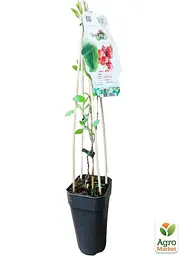 Саджанець Agro-Market Актинідія Ken's Red Нідерланди (жіночий сорт, укорінений) 1 шт. в пакуванні (138528) - мініатюра 2