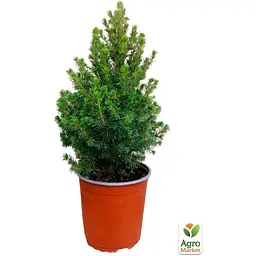 Саджанець Agro-Market Ялина 2-х річна канадська Conica S2, висота 25-40 см (64139) - мініатюра 3