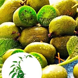 Саджанець Agro-Market Актинідія Римма (міні-ківі, морозостійкий сорт, пізній термін дозрівання) (24594) 1 шт. в упаковці - мініатюра 5
