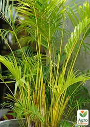 Саджанець Agro-Market Пальма Дипсис Dypsis lutescens 30-40 см 1 шт. в упаковці (182876) - мініатюра 2