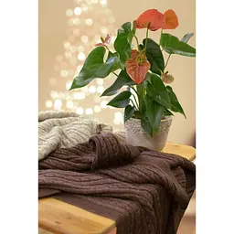 Плед Прованс Soft коси Лате 140x180 см (11690) - мініатюра 3