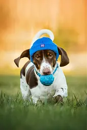 Шапка для собак Hat-Dog синя (XXL) - мініатюра 3