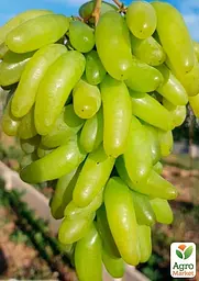 Саджанець Agro-Market Виноград кишміш Ламборджіні (ранній солодкий сорт селекції США) 1 шт. в пакуванні (158312) - мініатюра 2