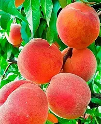 Саджанець Agro-Market Персик Ерлі ред (літній сорт, ранній термін дозрівання) (35992) 1 шт. в упаковці - мініатюра 4