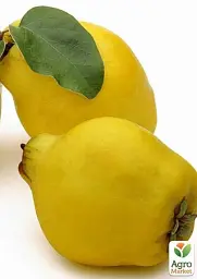 Саджанець Agro-Market Айва грушоподібна (осінній сорт, середній термін дозрівання) 1 шт. в упаковці (44226) - мініатюра 4