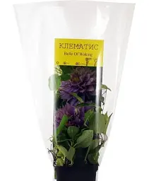 Клематис Agro-Market Belle of Working 1 саджанець в упаковці (38435) - мініатюра 2