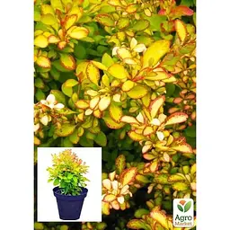 Саджанець Agro-Market Барбарис Тунберга 3-х річний Limoncello 'BailErin С2 висота саджанця від 25 см (61533) 1 шт. в упаковці - мініатюра 4