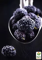 Саджанець Agro-Market Шовковиця Чорна перлина (літній сорт, середній термін дозрівання) 1 шт. в упаковці (24006) - мініатюра 2