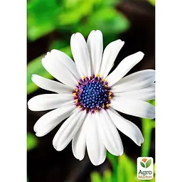 Саджанець Agro-Market Остеоспермум Margarita White (178531) 1 шт. в упаковці - мініатюра 3