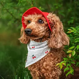 Панама для собак Hat-Dog червона (M) - мініатюра 6