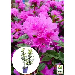 Саджанець Agro-Market Рододендрон каролінський 2-х річний P.J.M. Elite С2 висота 25-40 см (152183) 1 шт. в упаковці - мініатюра 4
