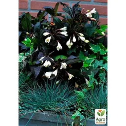 Саджанець Agro-Market Вейгела квітуча 2-річна Ebony and Ivory С2 висота 20-40 см (176653) 1 шт. в упаковці - мініатюра 2