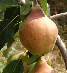 Саджанець Agro-Market Груша Улюблениця Клаппа (літній сорт, ранній термін дозрівання) 1 шт. в упаковці (15784) - мініатюра 3