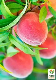 Саджанець Agro-Market Персик колоноподібний Кримський ранній (медовий післясмак, ранній термін дозрівання) 1 шт. в упаковці (178799) - мініатюра 3