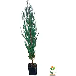 Саджанець Agro-Market Ялівець скельний 4-х річний Blue Arrow С3 висота 80-90 см (116265) - мініатюра 3