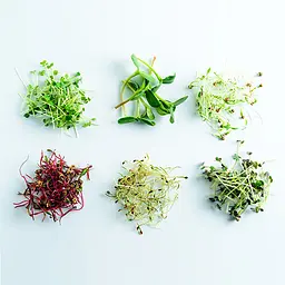 Vegebox™ by BioChef Kitchen Box набір садовий для гідропоніки - мініатюра 5