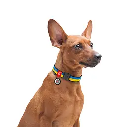 Нашийник для собак нейлоновий Waudog Nylon з QR-паспортом "Colors of freedom" металева пряжка-фастекс XXL Ш 35 мм Д - мініатюра 4