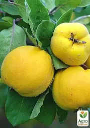 Саджанець Agro-Market Айва яблуневидна Золотиста (осінній сорт, ранній термін дозрівання) 1 шт. в упаковці (19878) - мініатюра 3