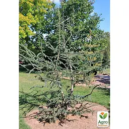 Саджанець Agro-Market Ялина 2-х річна Енгельмана Snake С3, висота 20-25 см (175170) - мініатюра 2
