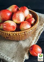 Саджанець Agro-Market Нектарин Рубіновий (лисий персик, літній сорт, середній термін дозрівання) 1 шт. в упаковці (15918) - мініатюра 4