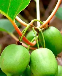 Саджанець Agro-Market Актинідія Київська великоплідна (міні-ківі, морозостійкий сорт, пізній термін дозрівання) (44815) 1 шт. в упаковці - мініатюра 3