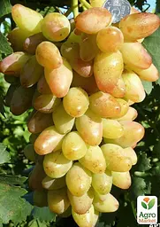 Саджанець Agro-Market Виноград Катруся Каховська (найранніший термін дозрівання, соковита, солодка ягода) 1 шт. в пакуванні (53413) - мініатюра 2