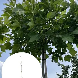Платан кленолистий Agro-Market Platanus x hispanica Acerifolia С2 висота 70-90 см 189160 1 саджанець в упаковці
