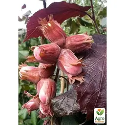 Саджанець Agro-Market Ліщина штамбова червонолиста Purpurea С5 (180105) - мініатюра 5