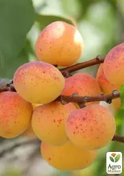 Саджанець Agro-Market Абрикос Джумбо Тардив (літній сорт, середній термін дозрівання) 1 шт. в упаковці (39866) - мініатюра 4