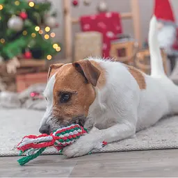 Іграшка для собак Trixie Різдвяний Канат-льодяник поліестер 24 см (92596_Christmas) - мініатюра 4