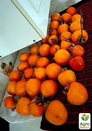 Саджанець Agro-Market Хурма Гора Говерла на віргінській морозостійкій підщепі 1 шт. в упаковці (26244) - мініатюра 4