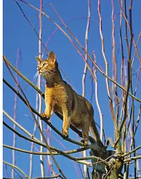 Encyclopedia of Cats - Джуліанна Фотопулос - мініатюра 5