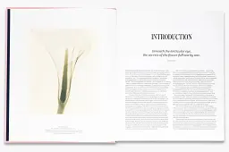 Flora Photographica: The Flower in Contemporary Photography - мініатюра 4