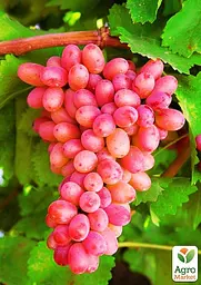 Саджанець Agro-Market Виноград Юліан (дуже ранній термін дозрівання, тривалий період збереження ягід) 1 шт. в пакуванні (19804) - мініатюра 3