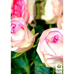 Саджанець Agro-Market Троянда чайно-гібридна Белла Віта (клас АА +) вищий сорт (15994) 1 шт. - мініатюра 2