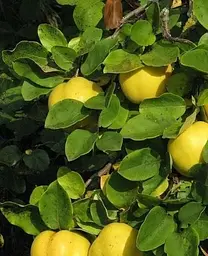 Саджанець Agro-Market Айва Десертна (осінній сорт, ранній термін дозрівання) (25614) 1 шт. в упаковці - мініатюра 2