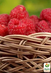 Малина Agro-Market "Джоан Джей" (ремонтантний безшипий високоврожайний сорт шотландської селекції) 1-річний саджанець (189534) 1 шт в упаковці - мініатюра 3