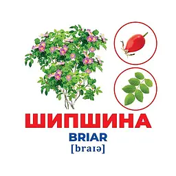 Набір розвиваючих карток Геній з пелюшок Дерева та чагарники 10107196, 17 карток - мініатюра 3