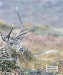 Wildlife of Britain and Ireland - мініатюра 8