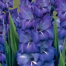 Гладіолус «Blue Isle» (72379) 3 шт